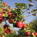 Tunuyán: Plantaciones de manzanas