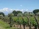 Tradición del Vino: Viñedos, olivares y Cordón del Plata