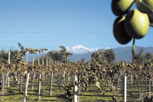 Maipú: Viñedos y olivos