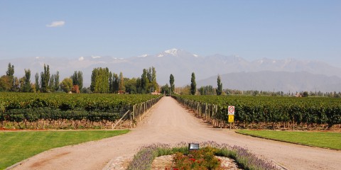 Vitivinicultura en Mendoza