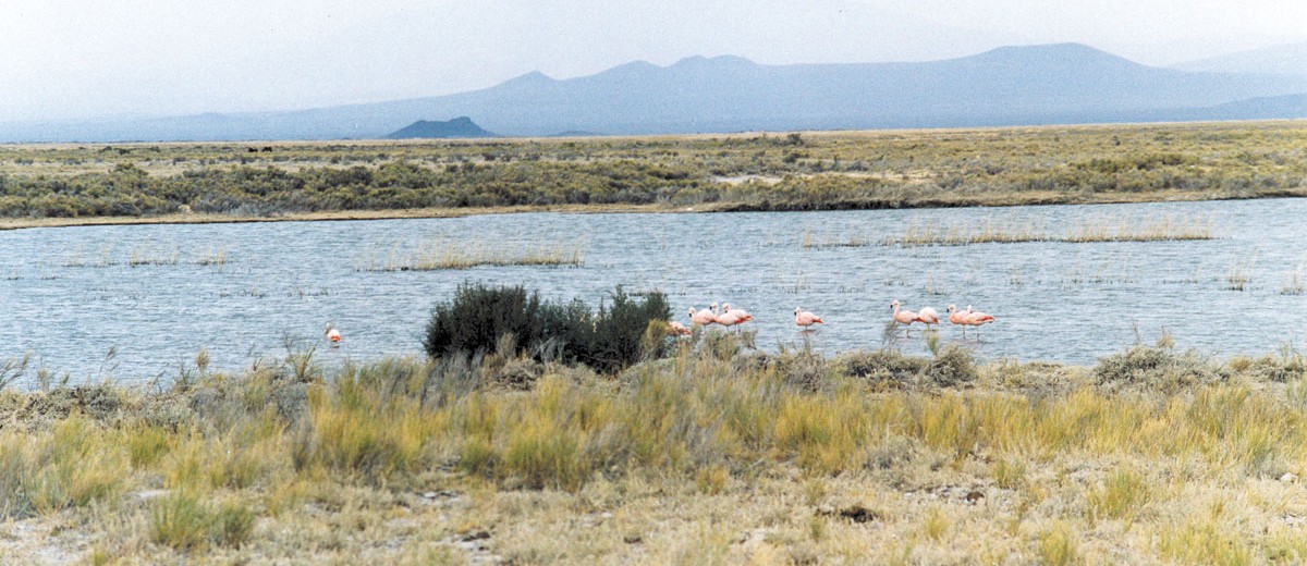Laguna de Llancanelo