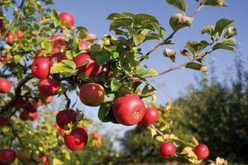 Tunuyán: Plantaciones de manzanas