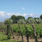 Tradición del Vino: Viñedos, olivares y Cordón del Plata