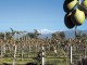 Maipú: Viñedos y olivos