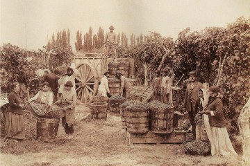 Historia de la Vitivinicultura en Mendoza