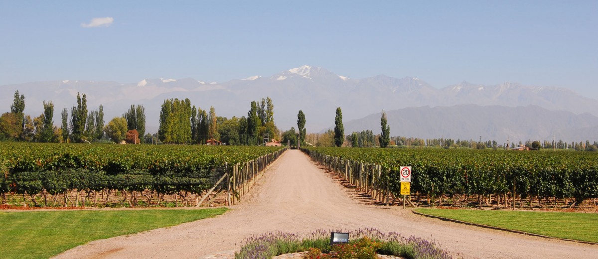 Vitivinicultura en Mendoza