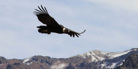 Cóndor en Parque Aconcagua